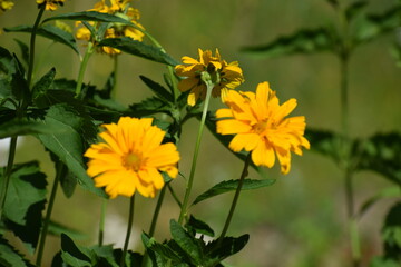 yellow flowers on a green background