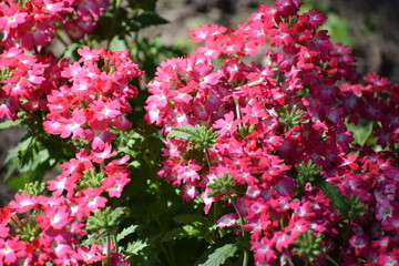 pink flowers in a garden