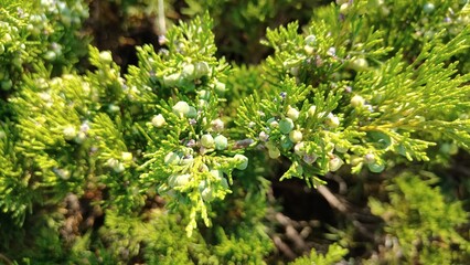 beautiful botanical shot, natural wallpaper