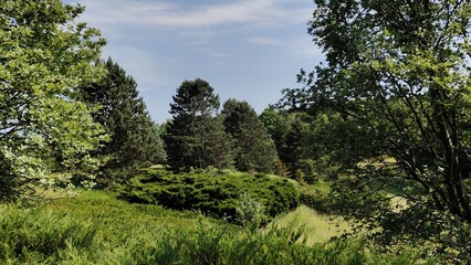 beautiful landscape with a tree and a blue sky