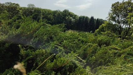 beautiful landscape with a tree and a blue sky