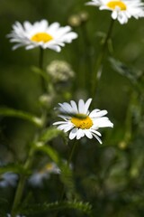 Close-up of Daisies in Bloom