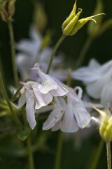 Delicate White and Lavender Flowers in Nature