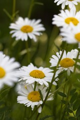 Close-Up of Blooming Daisies in Greenery