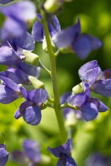 Close-Up of Vibrant Purple Flowers