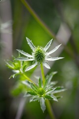 Close-Up of a Spiky Plant with Star-Like Shape