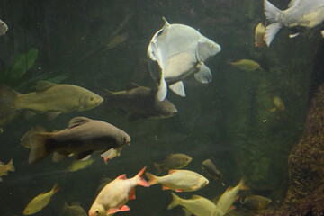 aquarium with fishes