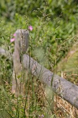 Wooden Fence Post Surrounded by Tall Grass and Wildflowers