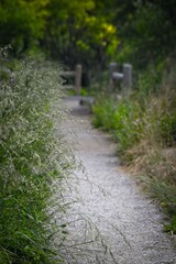 Serene Pathway Through Lush Greenery