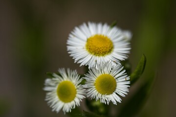 Cluster of Delicate White Flowers with Yellow Centers
