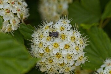 Close-Up of White Flowers with Insect