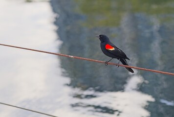Red-Winged Blackbird Perched on Wire Above Water