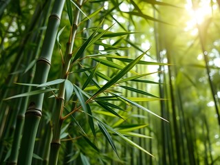 Lush bamboo forest with tall green stalks, drooping leaves, and dappled sunlight filtering through – peaceful nature scene ideal for wellness, eco-designs, and tranquil visual backdrops.