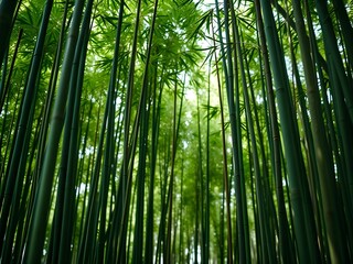 Fototapeta premium Lush bamboo forest with tall green stalks, drooping leaves, and dappled sunlight filtering through – peaceful nature scene ideal for wellness, eco-designs, and tranquil visual backdrops.