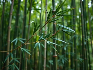 Fototapeta premium Lush bamboo forest with tall green stalks, drooping leaves, and dappled sunlight filtering through – peaceful nature scene ideal for wellness, eco-designs, and tranquil visual backdrops.
