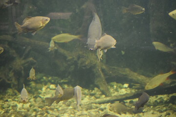 fish in aquarium