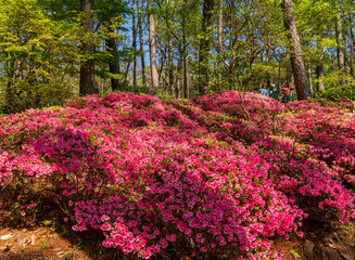 Sunny and beautiful natural landscape and Rhododendron blssom around Garvan Woodland Gardens