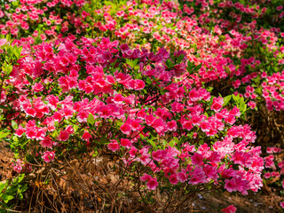 Sunny and beautiful natural landscape and Rhododendron blssom around Garvan Woodland Gardens