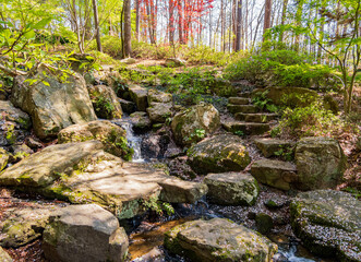 Sunny and beautiful natural landscape with cherry pedal on rocks around Garvan Woodland Gardens