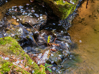 Sunny and beautiful natural landscape with cherry pedal on rocks around Garvan Woodland Gardens