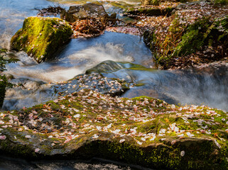 Sunny and beautiful natural landscape with cherry pedal on rocks around Garvan Woodland Gardens