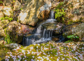Sunny and beautiful natural landscape with cherry pedal on rocks around Garvan Woodland Gardens