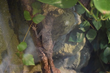 fish in the pond