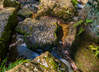 Sunny and beautiful natural landscape with cherry pedal on rocks around Garvan Woodland Gardens