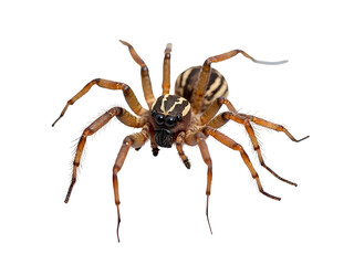 spider isolated on white background