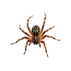 spider isolated on white background