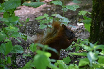 the squirrel in the forest © MARIA