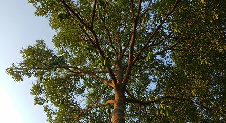 Obraz premium Lush Green Tree Abundantly Bearing Unripe Fruits Under a Clear Sky