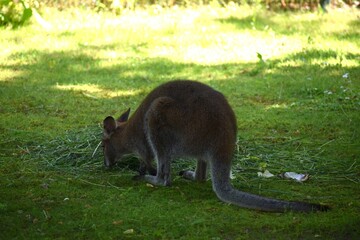 kangaroo, kangaroo australian australian kangaroo, kangaroo island, australian, australia © MARIA