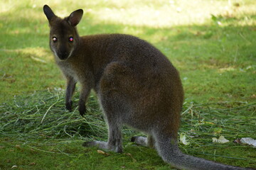 kangaroo, kangaroo australian australian kangaroo, kangaroo island, australian, australia © MARIA