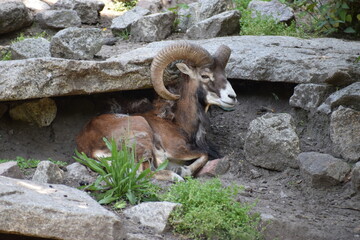 goat in the zoo ....