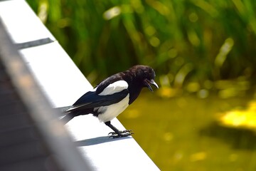 great tit parus major on a branch