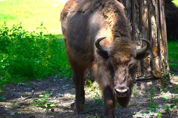 wild boar in the woods