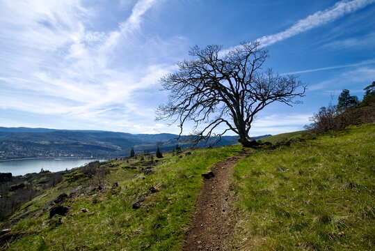A single massive tree with bare branches on a rolling meadow, punctuated by large rocks, some distant hills covered with pine trees, and a dirt hiking trail under a blue sky with thin clouds. 