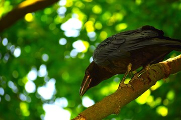 black vulture perched on branch
