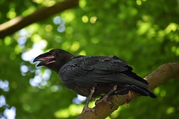 vulture in the zoo