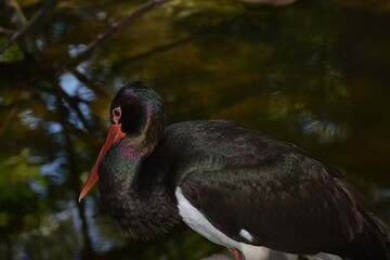 red billed stork in flight