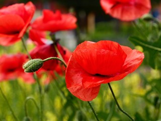 Obraz premium Flowers and fruits of the long-headed poppy (Papaver dubium) or blindeyes in the garden bed. Sweden