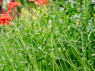 Flowers and fruits of the long-headed poppy (Papaver dubium) or blindeyes in the garden bed. Sweden