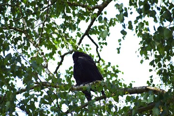 crow on tree