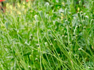 Flowers and fruits of the long-headed poppy (Papaver dubium) or blindeyes in the garden bed. Sweden