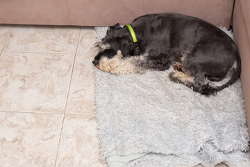 Schnauzer rests comfortably on a soft rug in a cozy living room in the late afternoon