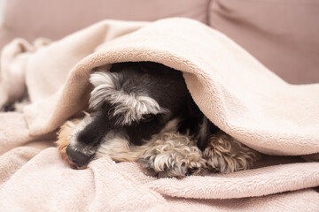 Schnauzer snuggled under a soft blanket on a cozy couch in a warm living room during a quiet...