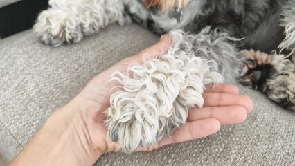Soft paw of a fluffy dog resting on a human hand on a cozy couch
