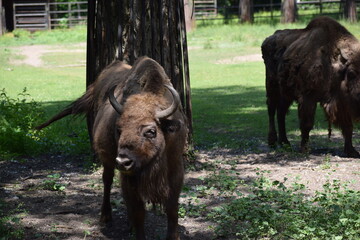 wild bison in the national park © MARIA – Nature