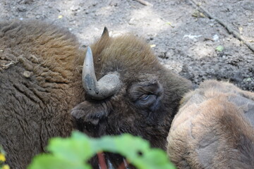 a bison in the national park in the united states, south dakota © MARIA – Nature
